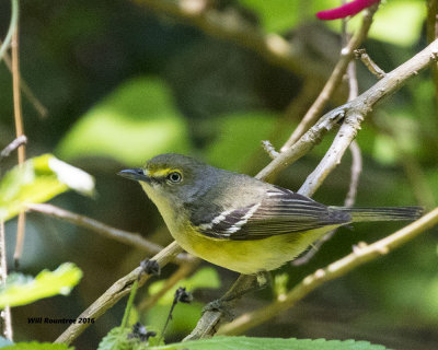 5F1A0307 White-eyed Vireo.jpg