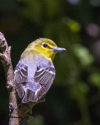 5F1A0476 Yellow-throated Vireo.jpg