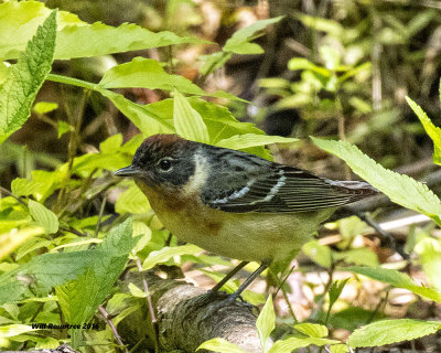 5F1A9959 Bay-breasted Warbler.jpg