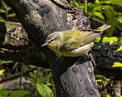 5F1A9979 Tennessee Warbler.jpg