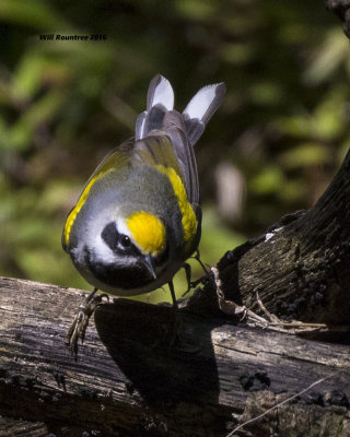 5F1A0658 Golden-winged Warbler.jpg