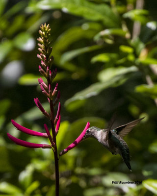 5F1A0731 RT Hummingbird.jpg