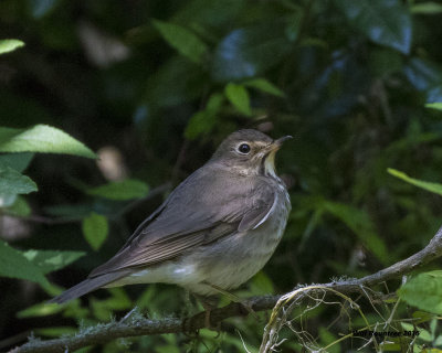 5F1A0772 ID.jpg