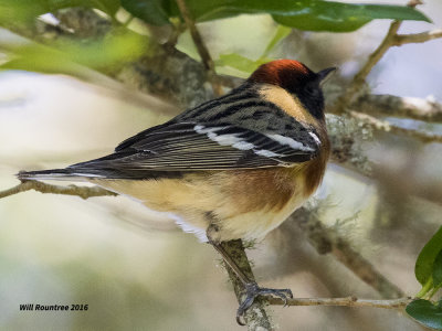 5F1A1080 Bay-breasted Warbler.jpg