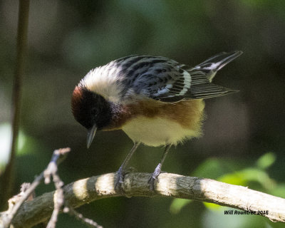 5F1A1088 Bay-breasted Warbler.jpg