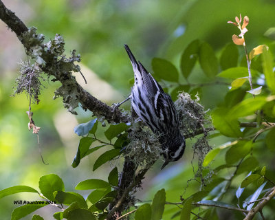 5F1A1218 Black White Warbler.jpg