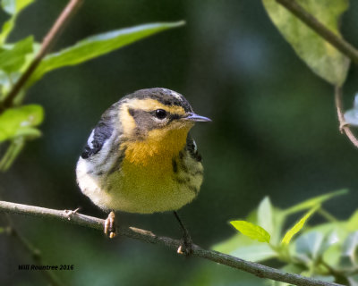 5F1A1229 Blackburnian Warbler.jpg