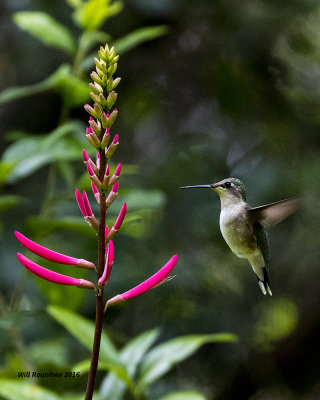 5F1A9537 Ruby-throated Hummingbird.jpg