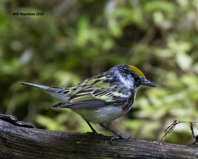5F1A9625 Chestnut-sided Warbler.jpg