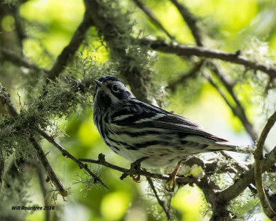 5F1A9690 Black and White Warbler.jpg