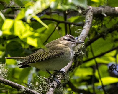 5F1A9703 Red-eyed Vireo.jpg