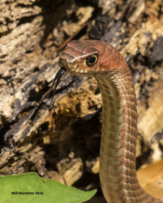 5F1A9791 Coachwhip.jpg