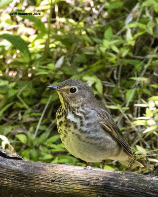 5F1A9904 Swainsons Thrush.jpg