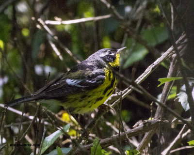 5F1A9924 Magnolia Warbler.jpg