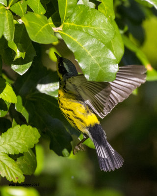 5F1A1369 Magnolia Warbler.jpg