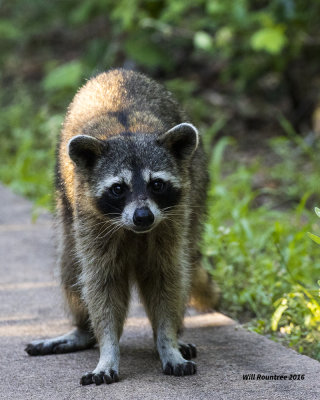 5F1A1377 Raccoon.jpg