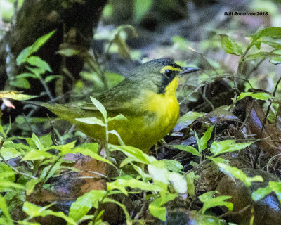 5F1A1382 Kentucky Warbler.jpg