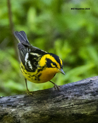 5F1A1530 Blackburnian Warbler.jpg