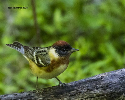 5F1A1578 Bay-breasted Warbler.jpg