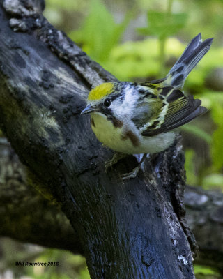 5F1A1608 Chestnut-sided Warbler.jpg