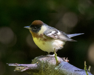5F1A1659 Bay-breasted Warbler.jpg