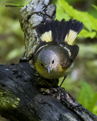 5F1A1692 Redstart f.jpg