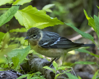 5F1A1697 Bay-breasted Warbler f.jpg