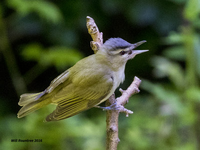 5F1A1709 Red-eyed Vireo.jpg