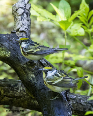 5F1A1615 two Chestnut-sided Warblers.jpg