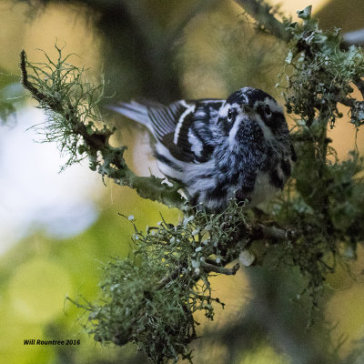 5F1A1331 Black White Warbler B.jpg