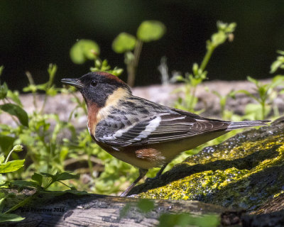 5F1A0635 Bay-breasted Warbler A.jpg