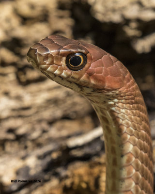 5F1A9795 Coachwhip A.jpg