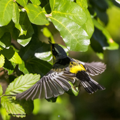 5F1A1370 Magnolia Warbler B.jpg