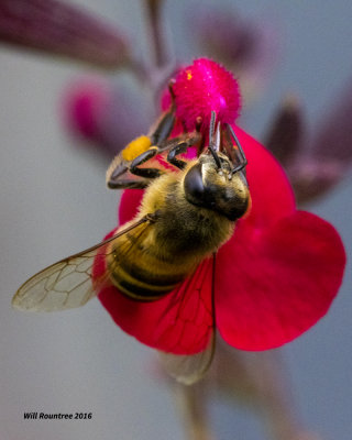 5F1A1776 Honey Bee.jpg