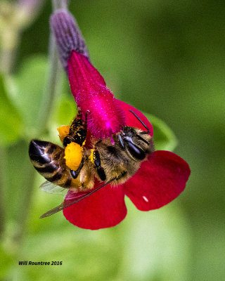 5F1A1810 Honey Bee.jpg