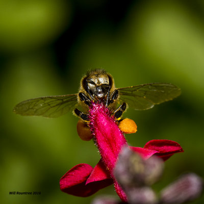 5F1A1997 Honey Bee.jpg