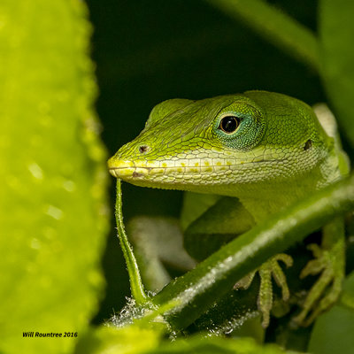 5F1A2026 Anole hiding.jpg