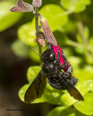5F1A2032 Southern Carpenter Bee.jpg
