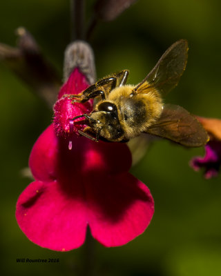 5F1A2035 Honey Bee.jpg
