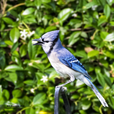 5F1A2088 Blue Jay.jpg