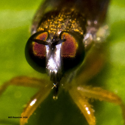 5F1A2116 Asilidae.jpg