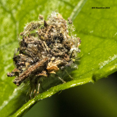 5F1A2180 thing on leaf.jpg