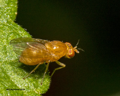 5F1A2191 Orange fly.jpg