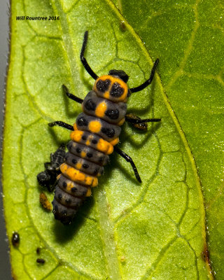 5F1A2280 larva.jpg