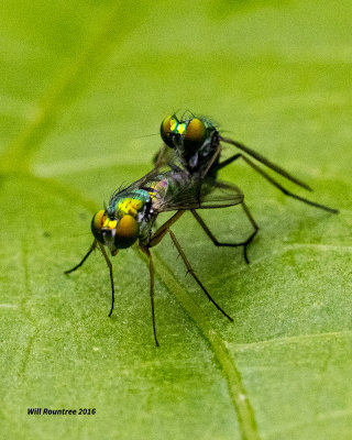 5F1A2331 Long-legged Green Fly nf f m.jpg