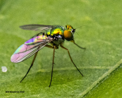 5F1A2322 Long-legged Green Fly nf.jpg
