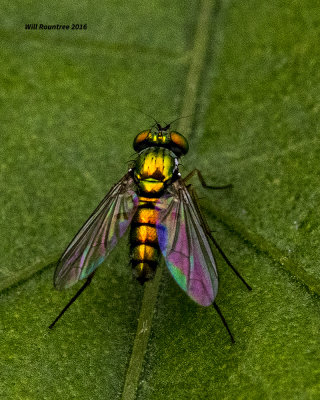 5F1A2391 Long-legged Green Fly nf f.jpg