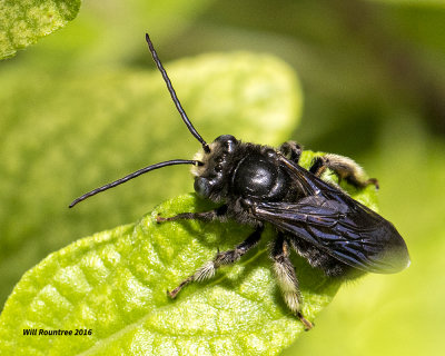 5F1A2394 2 spotted Long horn bee.jpg
