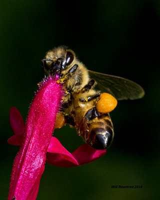 5F1A2516 Honey Bee.jpg