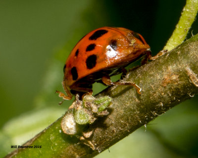 5F1A2523 Ladybug.jpg